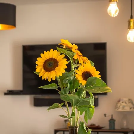 فيلة O'zrna Klis